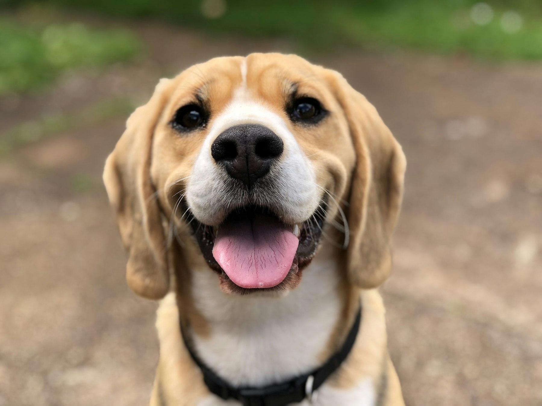 Glücklicher Hund in natürlicher Umgebung