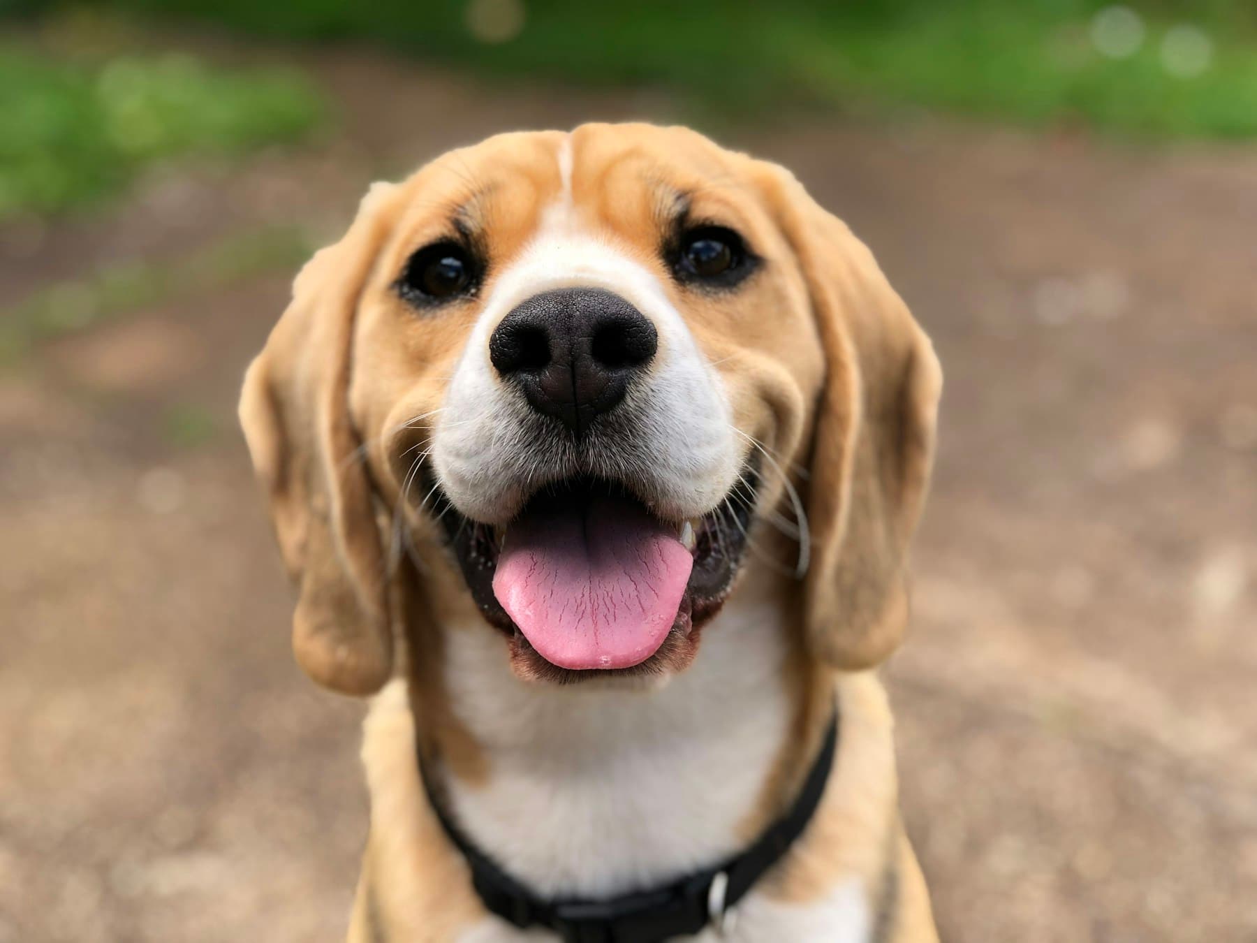 Glücklicher Hund in natürlicher Umgebung